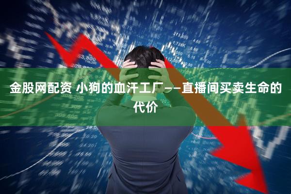 金股网配资 小狗的血汗工厂——直播间买卖生命的代价